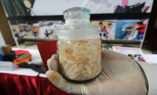 Polda Jabar Ungkap Perdagangan 4.000 Benih Bening Lobster Ilegal