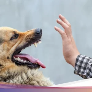 Pria Pemilik Anjing Penyerang Bocah di Bogor Jadi Tersangka