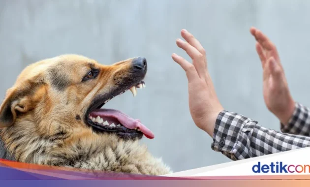 Pria Pemilik Anjing Penyerang Bocah di Bogor Jadi Tersangka Pria Pemilik Anjing Penyerang Bocah di Bogor Jadi Tersangka