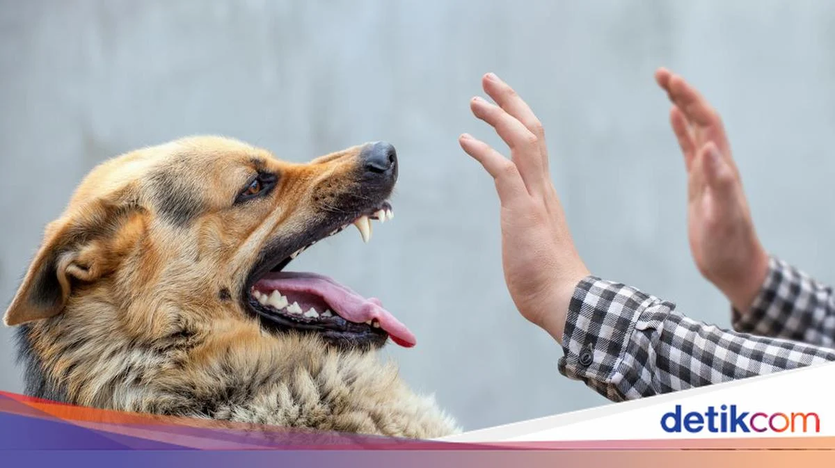 Pria Pemilik Anjing Penyerang Bocah di Bogor Jadi Tersangka