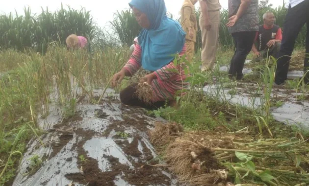 PTPN I Lakukan Uji Coba Penanaman Bawang Putih Seluas 20 Ha untuk Dukung Swasembada PTPN I Lakukan Uji Coba Penanaman Bawang Putih Seluas 20 Ha untuk Dukung Swasembada