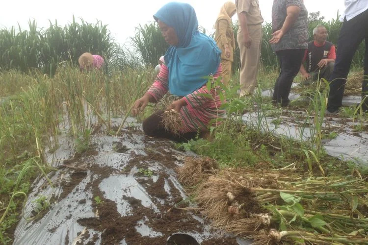 PTPN I Lakukan Uji Coba Penanaman Bawang Putih Seluas 20 Ha untuk Dukung Swasembada