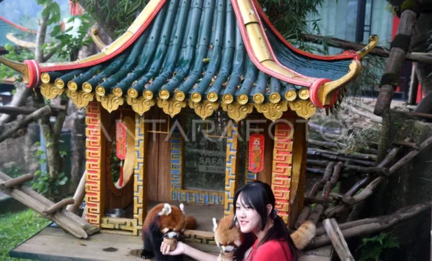 Shirahama berusaha bangkit usai ditinggal panda ikonik penarik wisata