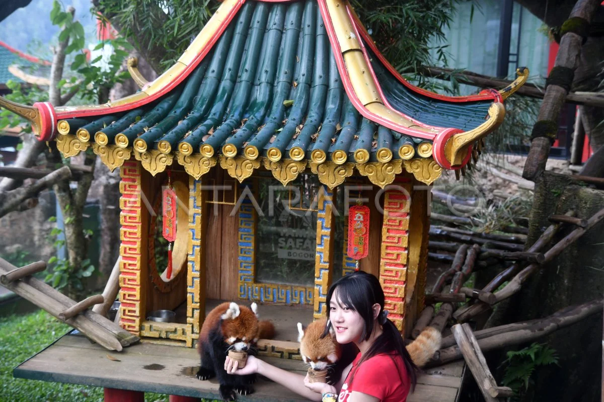 Shirahama berusaha bangkit usai ditinggal panda ikonik penarik wisata