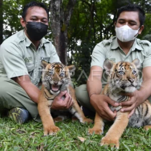 Taman Safari Prigen Sambut Empat Anak Harimau Sumatra yang Baru Lahir