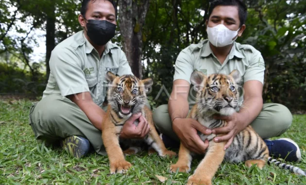 Taman Safari Prigen Sambut Empat Anak Harimau Sumatra yang Baru Lahir