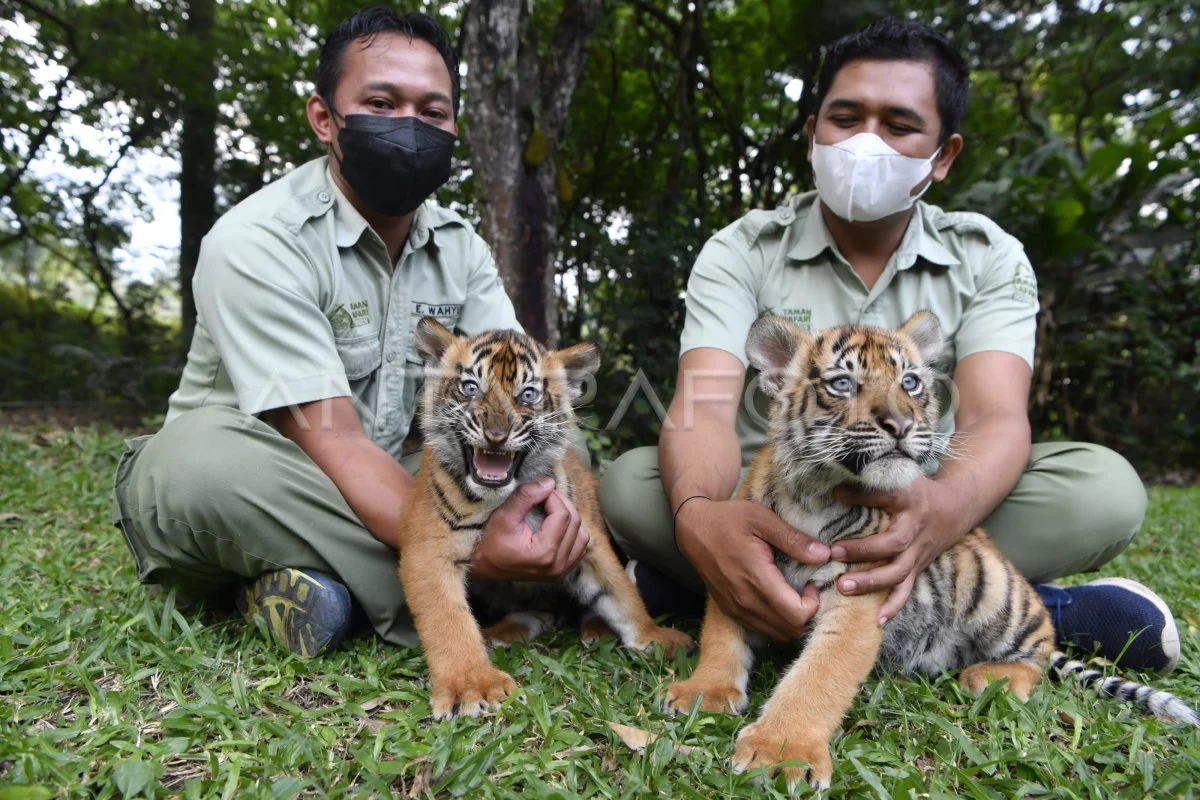 Taman Safari Prigen Sambut Empat Anak Harimau Sumatra yang Baru Lahir
