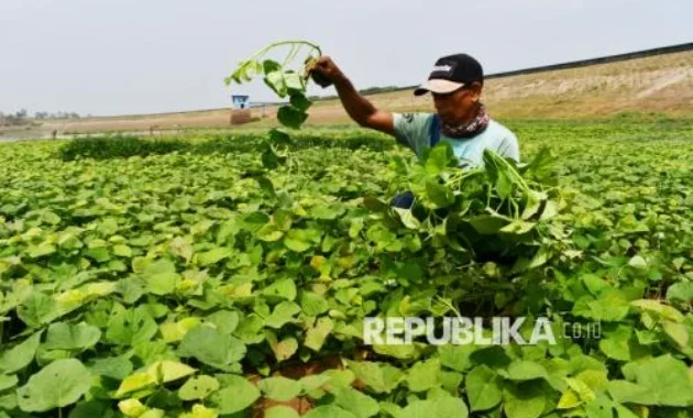 Terungkap, Tumbuhan Punya Sistem Komunikasi untuk Bertahan Saat Bumi Memanas Terungkap, Tumbuhan Punya Sistem Komunikasi untuk Bertahan Saat Bumi Memanas