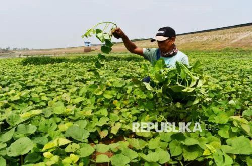 Terungkap, Tumbuhan Punya Sistem Komunikasi untuk Bertahan Saat Bumi Memanas