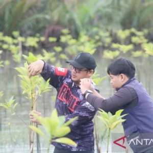 ULM lakukan monitoring pertumbuhan tanaman mangrove di Tanah Laut