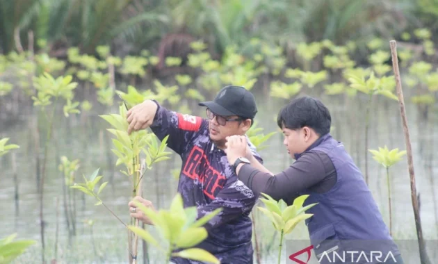 ULM lakukan monitoring pertumbuhan tanaman mangrove di Tanah Laut ULM lakukan monitoring pertumbuhan tanaman mangrove di Tanah Laut