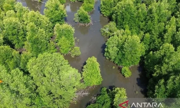 ULM Temukan 14 Spesies Mangrove di Kawasan PBPH Kotabaru ULM Temukan 14 Spesies Mangrove di Kawasan PBPH Kotabaru
