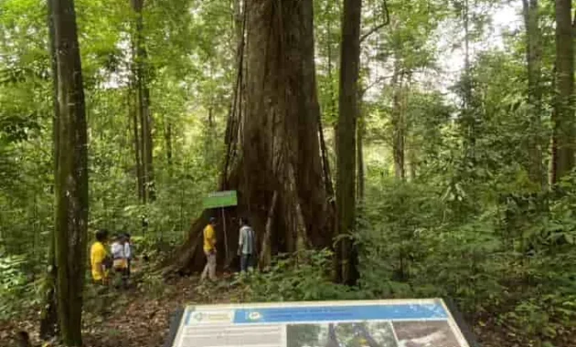 Warisan Purba Lembah Kahung: Jejak Raksasa di Hutan Tropis Belangian Warisan Purba Lembah Kahung: Jejak Raksasa di Hutan Tropis Belangian