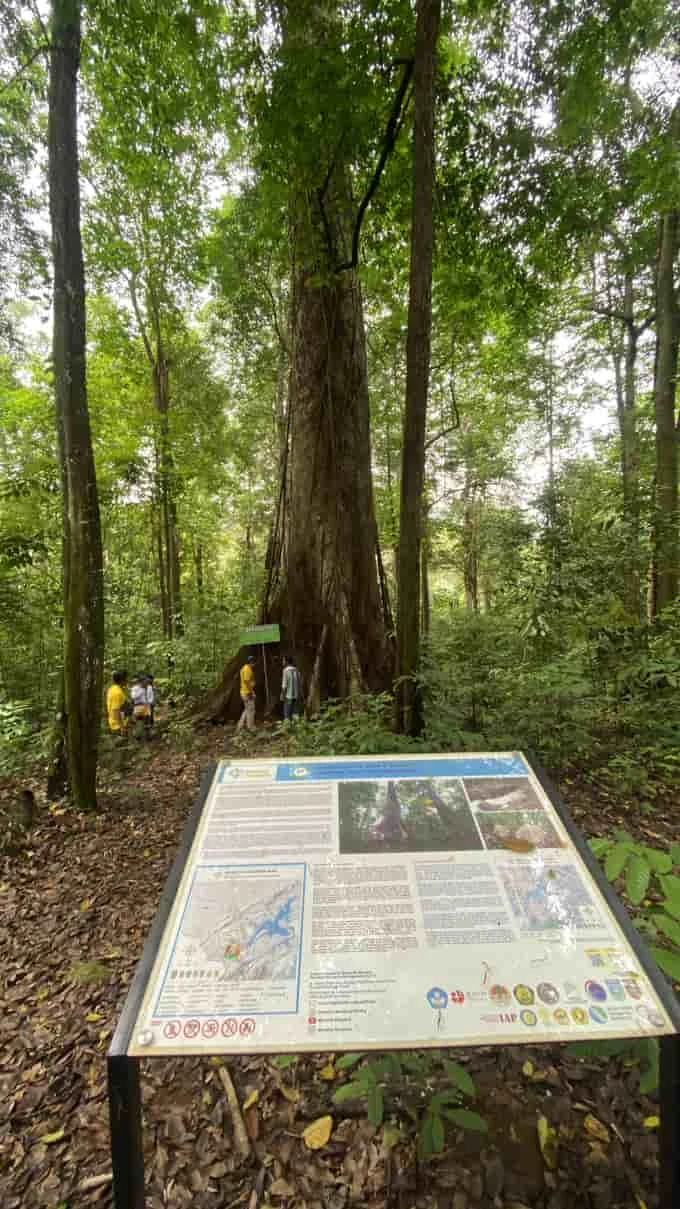 Warisan Purba Lembah Kahung: Jejak Raksasa di Hutan Tropis Belangian