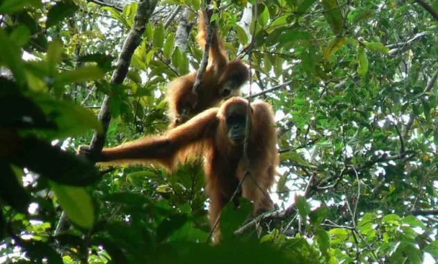BKSDA Aceh Evakuasi Orang Utan Terisolasi di Kebun Sawit BKSDA Aceh Evakuasi Orang Utan Terisolasi di Kebun Sawit