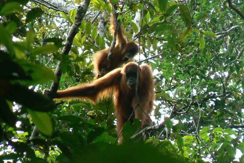 BKSDA Aceh Evakuasi Orang Utan Terisolasi di Kebun Sawit