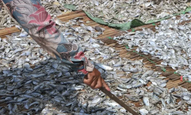 Hasil Tangkapan Nelayan Bisa Susut hingga 50 Persen, Energi Bersih Dinilai Perkuat Ekonomi Pesisir