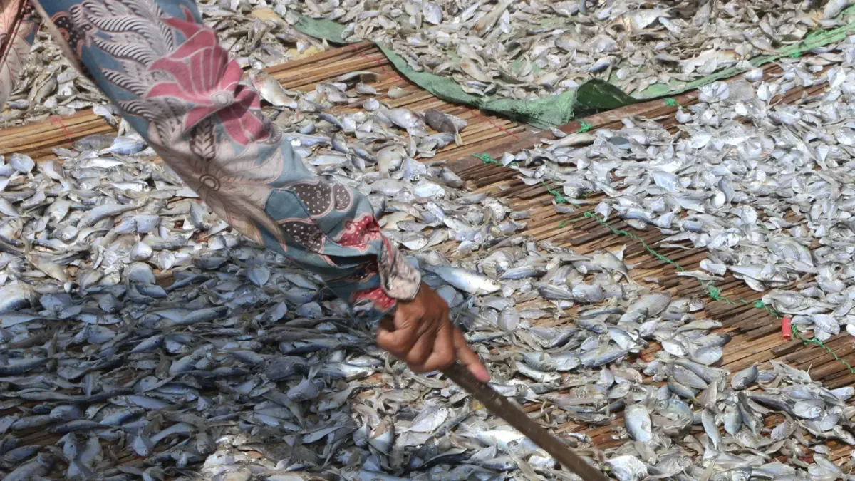 Hasil Tangkapan Nelayan Bisa Susut hingga 50 Persen, Energi Bersih Dinilai Perkuat Ekonomi Pesisir