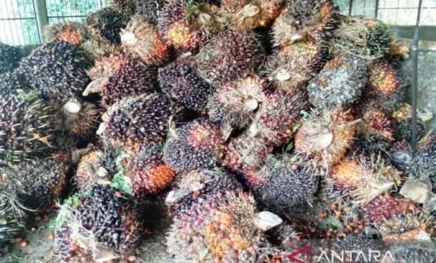 Hilirisasi Sawit: Langkah Nyata Diversifikasi Ekonomi Kalimantan