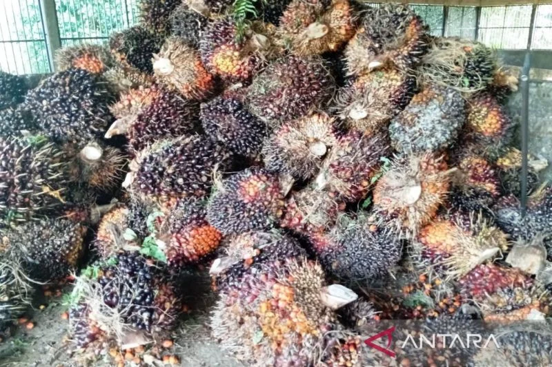 Hilirisasi Sawit: Langkah Nyata Diversifikasi Ekonomi Kalimantan