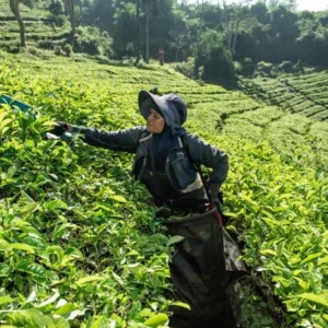 Membangun Daya Saing Teh Indonesia Melalui Tata Kelola Sosial