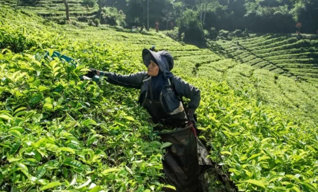 Membangun Daya Saing Teh Indonesia Melalui Tata Kelola Sosial