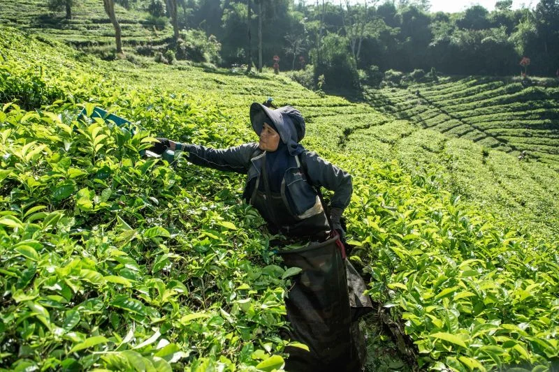 Membangun Daya Saing Teh Indonesia Melalui Tata Kelola Sosial