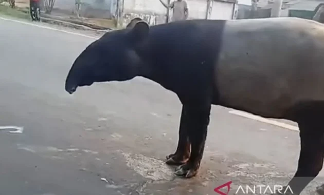 Menggugah Kesadaran Konservasi di Balik Tragedi Tapir di Mesuji Menggugah Kesadaran Konservasi di Balik Tragedi Tapir di Mesuji