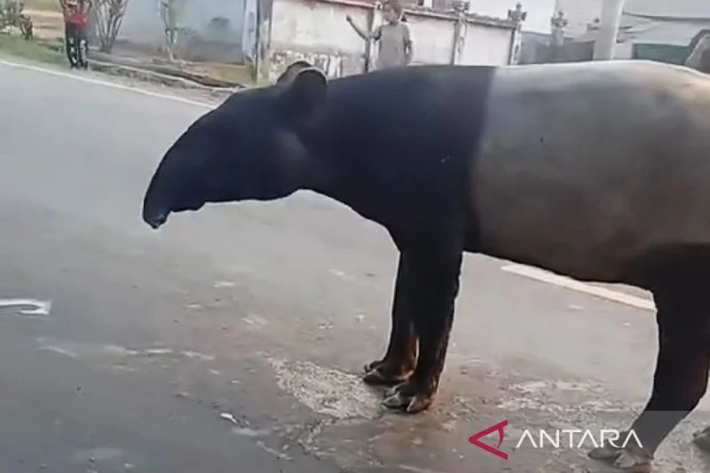 Menggugah Kesadaran Konservasi di Balik Tragedi Tapir di Mesuji