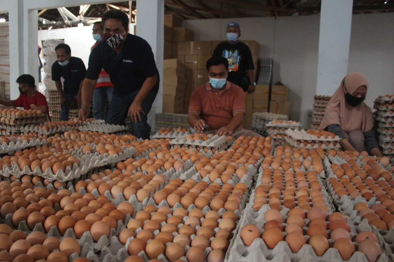 Pemprov Jatim Siapkan Solusi Atasi Anjloknya Harga Telur Ayam Peternak