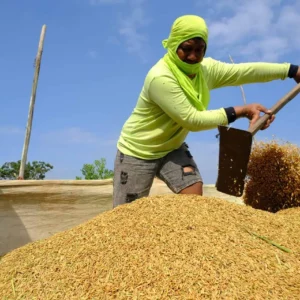 Produksi Beras Nasional Diproyeksikan Naik Menjadi 25,28 Juta Ton pada Agustus 2026