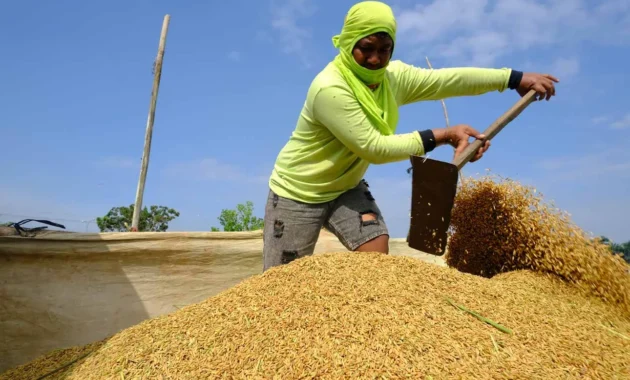 Produksi Beras Nasional Diproyeksikan Naik Menjadi 25,28 Juta Ton pada Agustus 2026