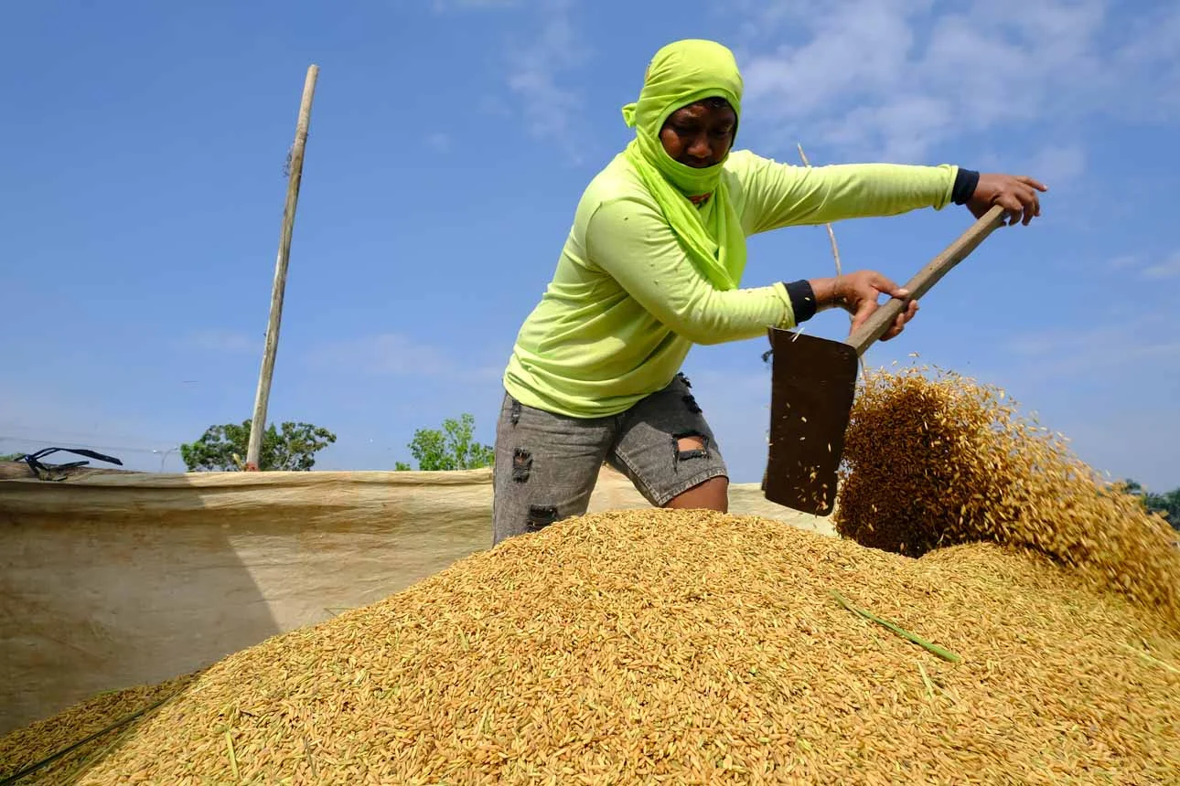 Produksi Beras Nasional Diproyeksikan Naik Menjadi 25,28 Juta Ton pada Agustus 2026