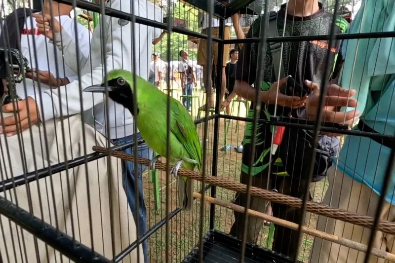 Ratusan Kicau Mania Ramaikan Wali Kota Cup 2 Bogor