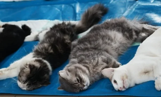 Sudin KPKP Jakbar Steriliasi 524 Kucing Jantan Selama Jan-Jun 2026