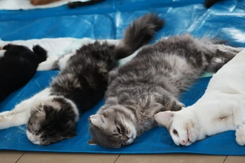 Sudin KPKP Jakbar Steriliasi 524 Kucing Jantan Selama Jan-Jun 2026