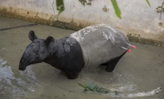Tapir di Mesuji Mati Ditombak dan Disembelih Warga Tapir di Mesuji Mati Ditombak dan Disembelih Warga