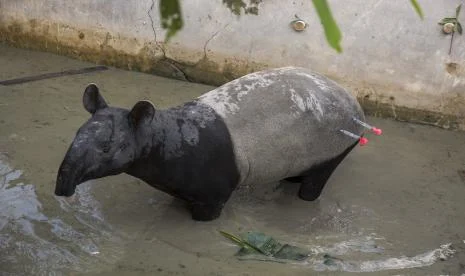 Tapir di Mesuji Mati Ditombak dan Disembelih Warga