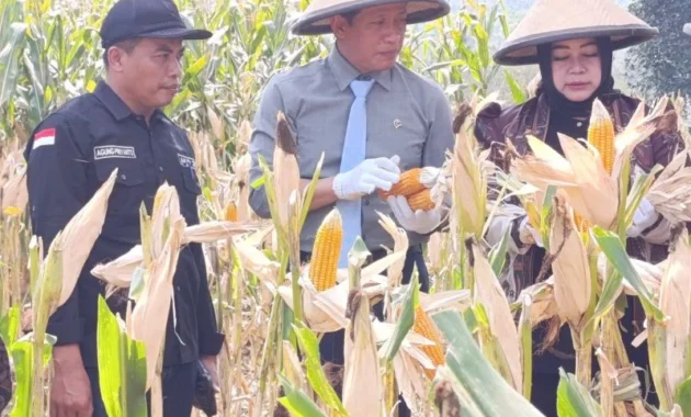 Wamenko Pangan Dorong Ponorogo Perkuat Swasembada Jagung Wamenko Pangan Dorong Ponorogo Perkuat Swasembada Jagung
