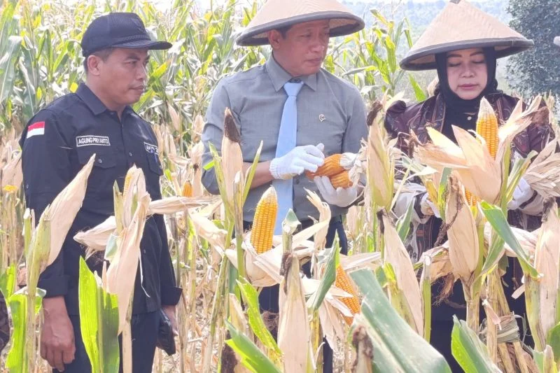 Wamenko Pangan Dorong Ponorogo Perkuat Swasembada Jagung